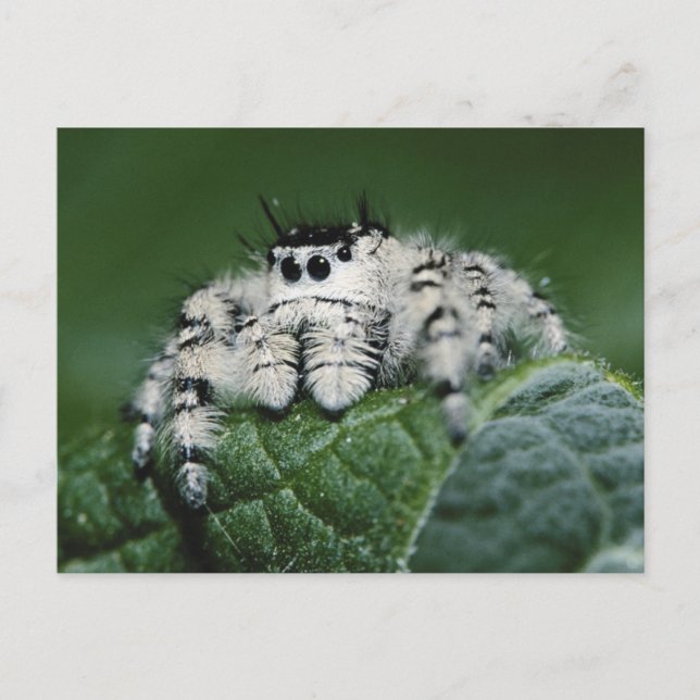 Carte Postale Araignée sauteuse Metaphid (Devant)