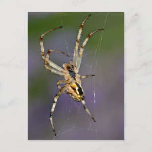 Carte Postale Araignée sur sa toile