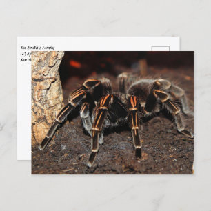 Carte Postale Araignée Tarantula à genou rayé