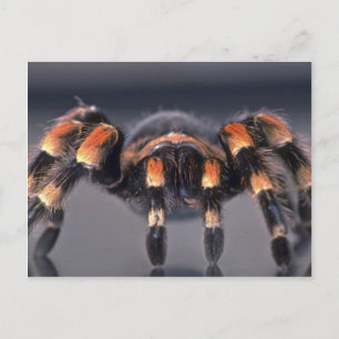 Carte Postale Araignée Tarantula effrayante
