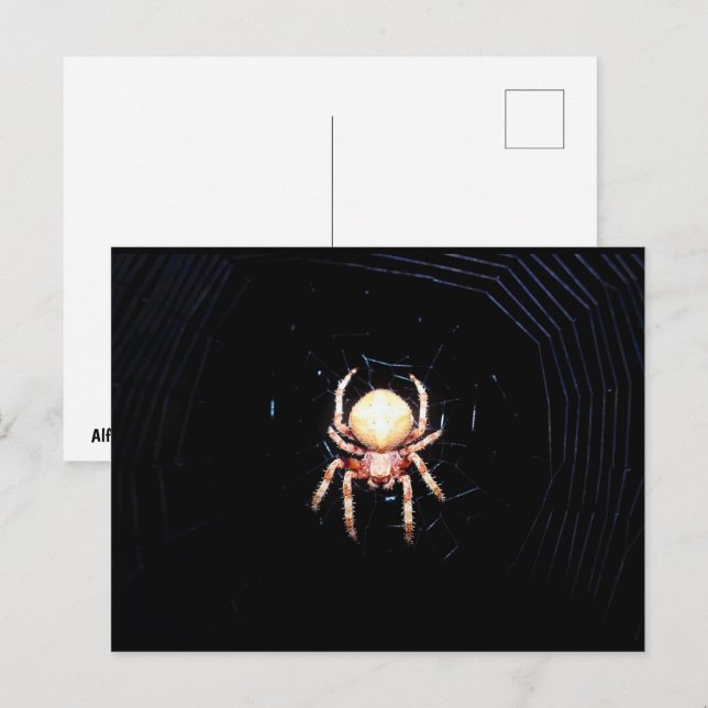 Carte Postale Araignée Tisserande Orange (Devant / Derrière)