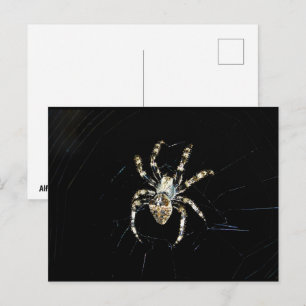 Carte Postale Araignée tisseuse d'orbe