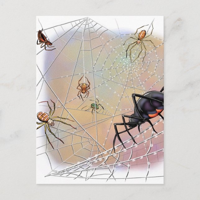 Carte postale Araignées (Devant)