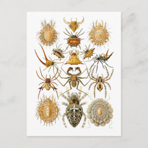 Carte Postale Araignées