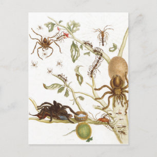 Carte Postale Araignées, fourmis et colibri sur une branche de .