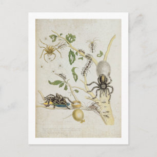 Carte Postale Araignées : Mygole, plaque 18 de 'Over de Voorteel
