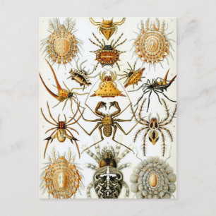 Carte Postale Araignées ou arachnides vintages par Ernst Haeckel
