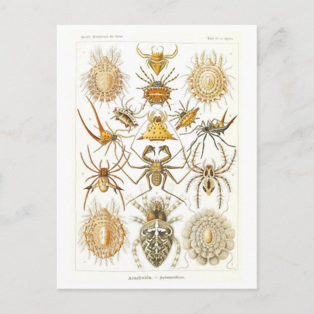 Carte Postale Araignées vintages illustrées (Devant)