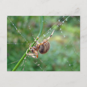 Carte Postale Araneus - Orb Weaver Spider