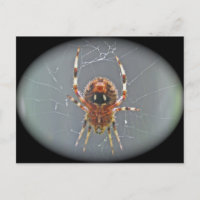 Carte postale Araneus Orb Weaver Spider