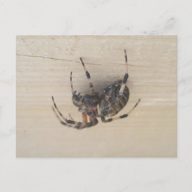 Carte postale Araneus Orb Web Spider (Devant)