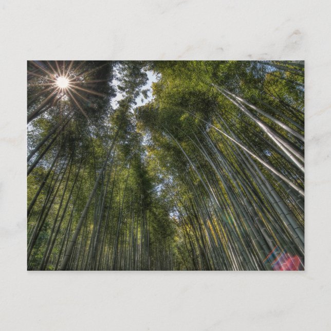 Carte Postale Arashiyama Bamboo Grove - Kyoto, Japon (Devant)
