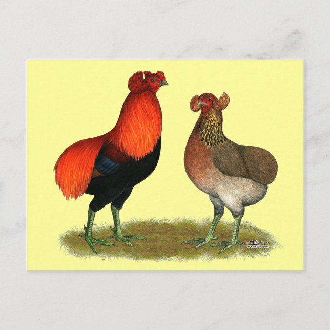 Carte Postale Araucana Red Pair (Devant)