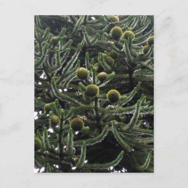 Carte Postale Araucaria araucana cônes femelles - photo Aragon?  (Devant)