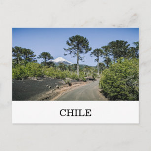 Carte Postale Araucarias près d'un volcan au Chili
