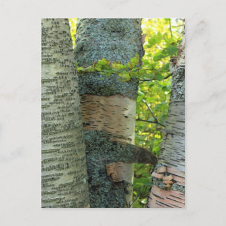 Carte Postale Arborescence