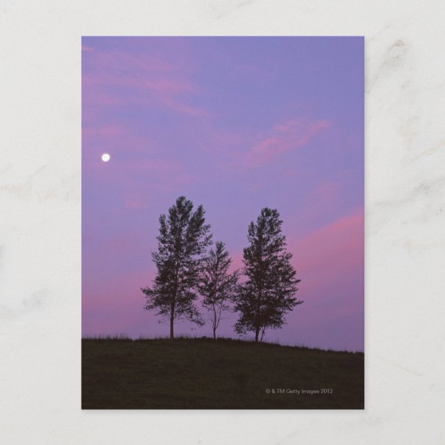 Carte Postale Arborescence 2 (Devant)