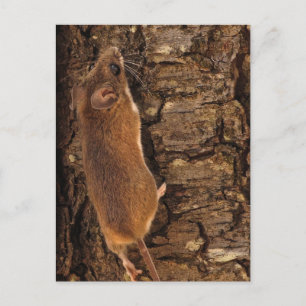 Carte Postale Arborescence des Escalades de souris