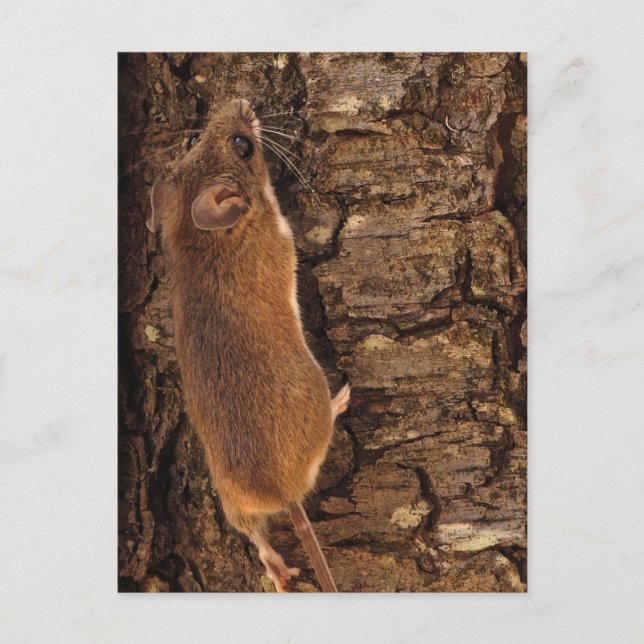 Carte Postale Arborescence des Escalades de souris (Devant)