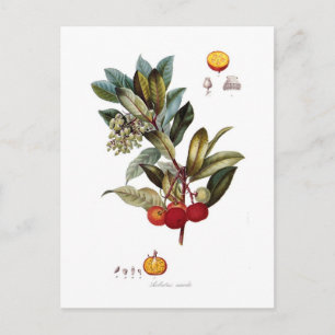 Carte Postale Arbousier (Arbutus unedo)