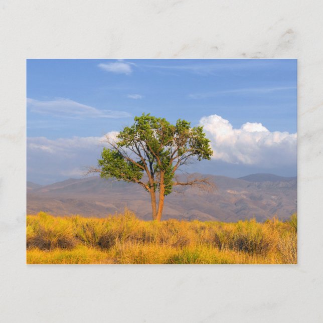 Carte Postale Arbre (Devant)