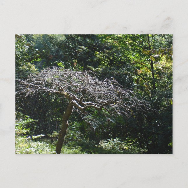 Carte Postale Arbre (Devant)