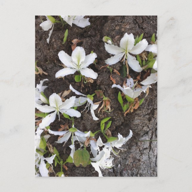 Carte Postale Arbre (Devant)