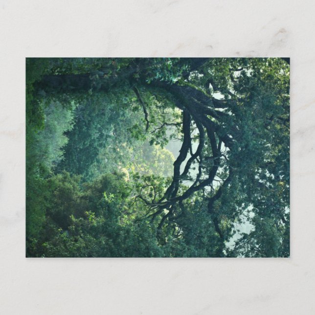 Carte Postale Arbre (Devant)