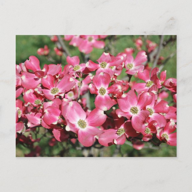 Carte Postale Arbre à bois de chien en fleurs (Devant)
