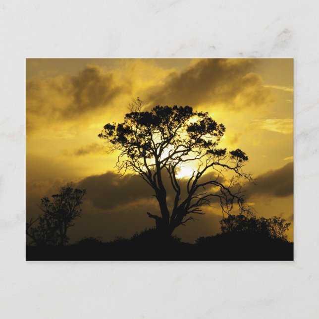Carte Postale Arbre à coucher (Devant)