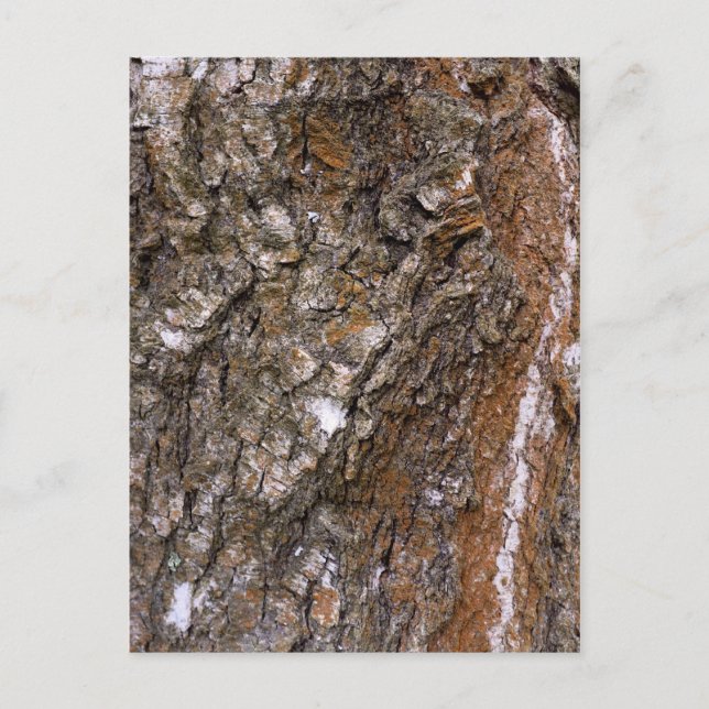 Carte Postale Arbre à écorce (Devant)