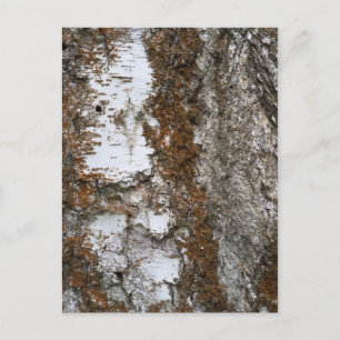 Carte Postale Arbre à écorce