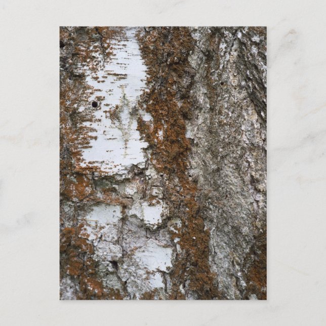 Carte Postale Arbre à écorce (Devant)