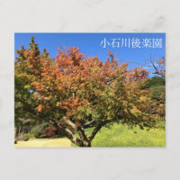 Arbre à érable coloré