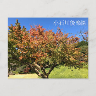 Carte Postale Arbre à érable coloré