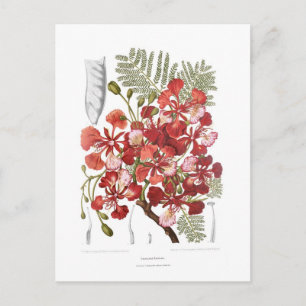 Carte Postale Arbre à flammes (Delonix regia)