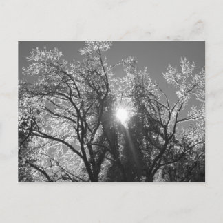 Carte Postale Arbre à glace