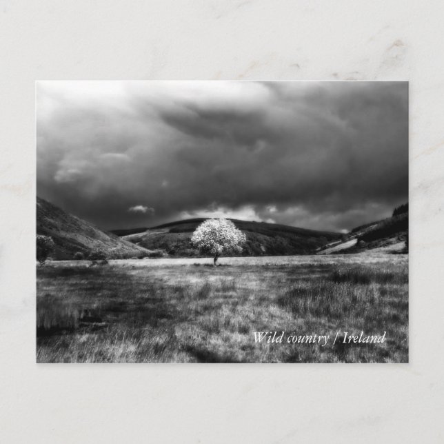 Carte Postale Arbre à la campagne (Devant)