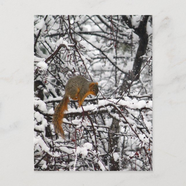 Carte Postale Arbre à neiges d'écureuil (Devant)