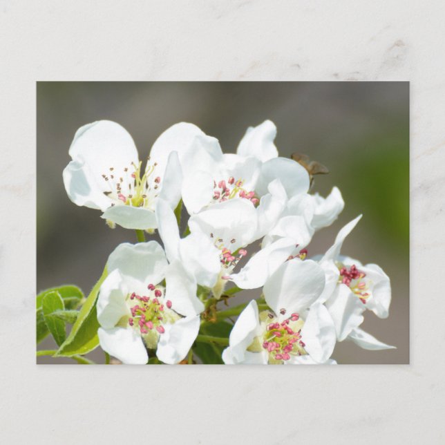 Carte Postale Arbre à poires (Devant)