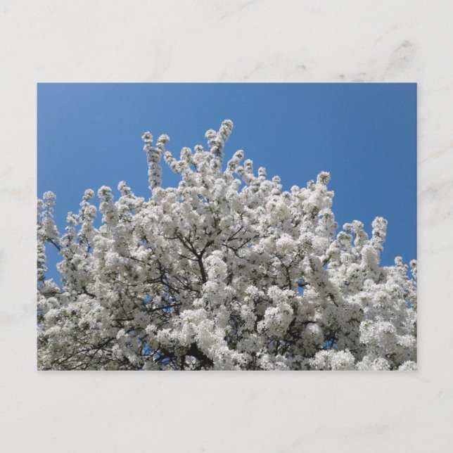 Carte Postale Arbre à pommes de neige printanières en fleurs (Devant)