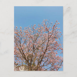 Carte Postale arbre à trompette rose en pleine floraison