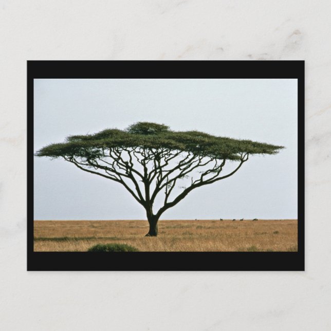 Carte Postale Arbre Acacia Thorn Umbrella (Devant)