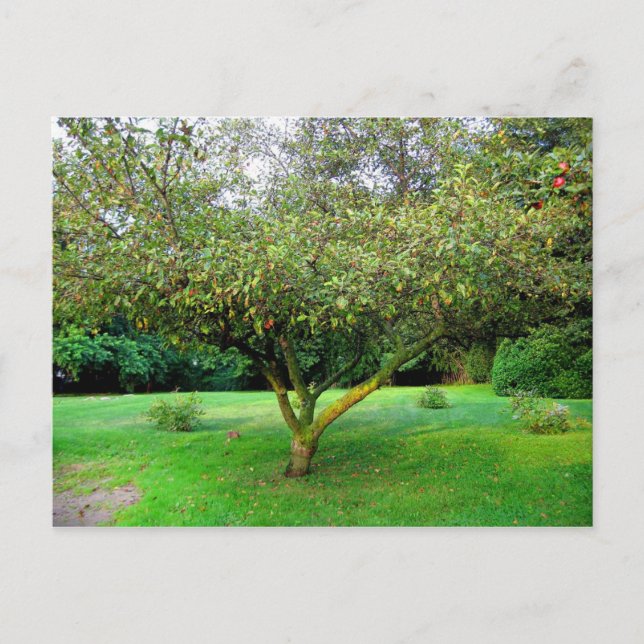 Carte Postale Arbre Apple (Devant)