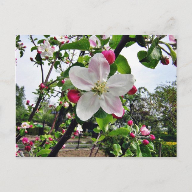 Carte Postale Arbre Apple En Blossom (Devant)