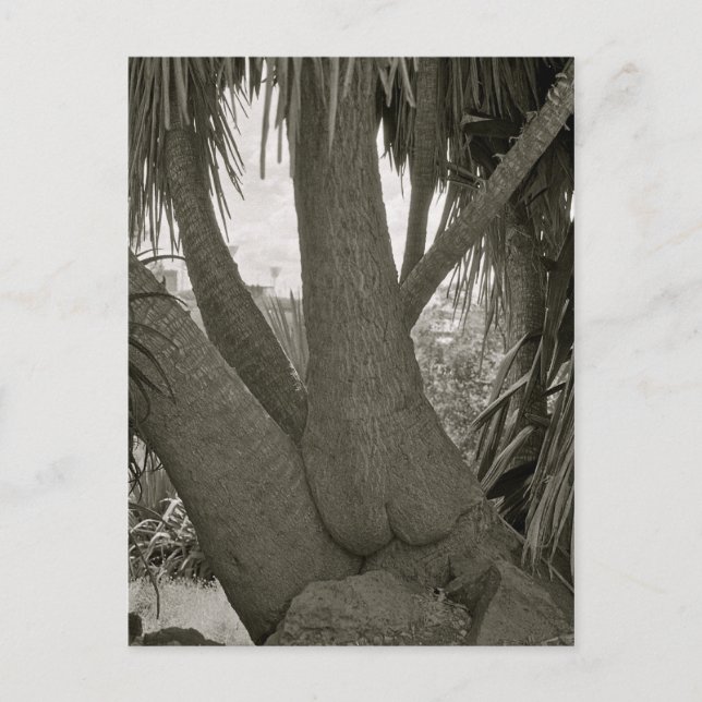 Carte Postale Arbre assise (Devant)