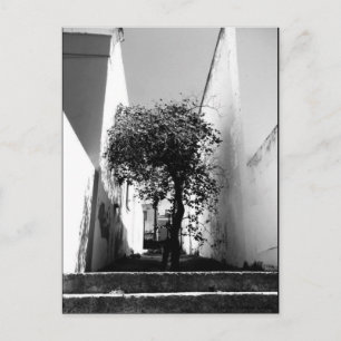 Carte postale "Arbre au Cap" JTG Art