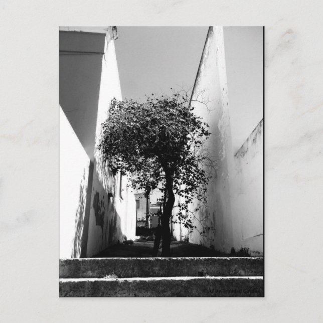 Carte postale "Arbre au Cap" JTG Art (Devant)