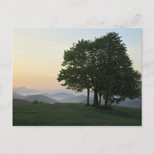 Carte Postale Arbre au lever du soleil (Devant)