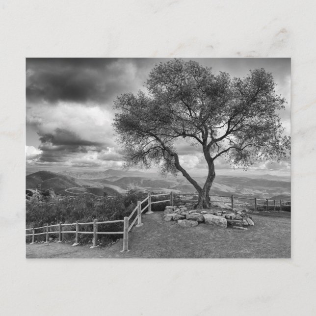 Carte Postale Arbre au sommet de la colline (Devant)